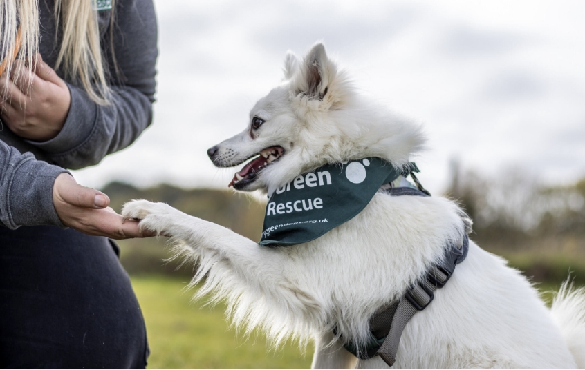 A Jerry Green Dog Rescue worker with a small dog